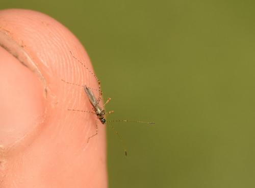 Réf. 236 289 : Gampsocoris punctipes